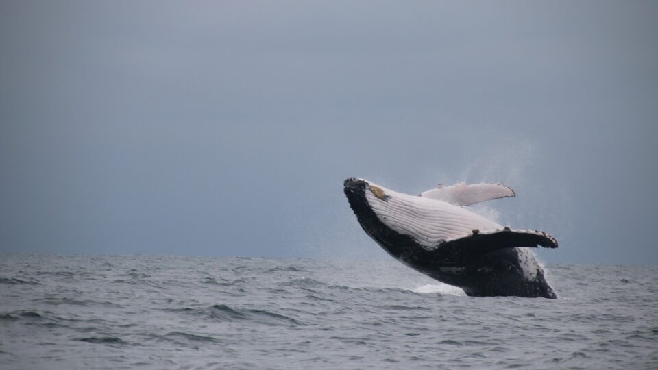 jumping whale