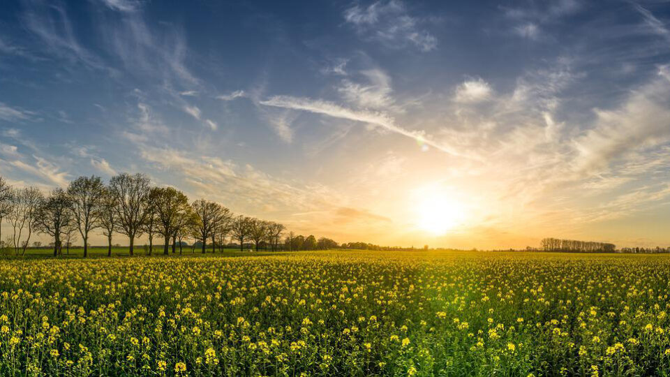 Rapeseed